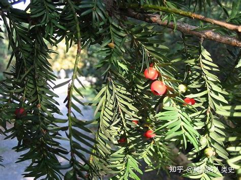 松柏植物|【地球生物全系列——植物篇】松柏目—松科（一）